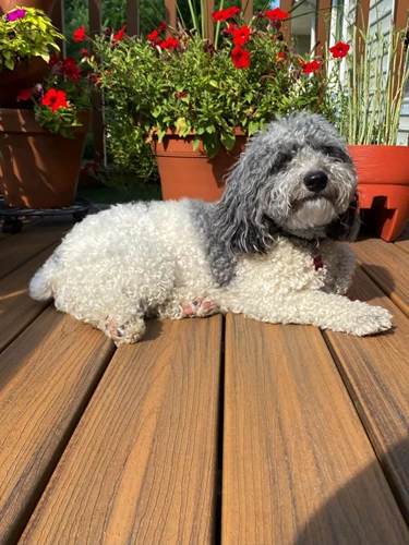 Small Grey Curly Haired Dog Enjoying Pet Friendly Balcony With Dark Brown Deck Boards And Potted Plants