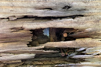 Wood Rot Closeup