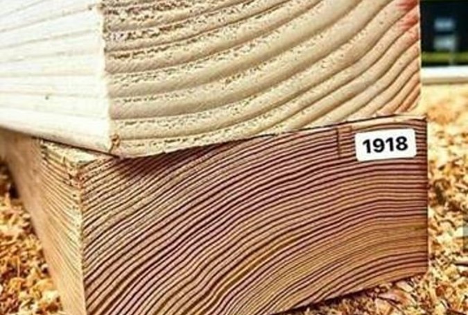 Why Today's Wood Needs Protection 1