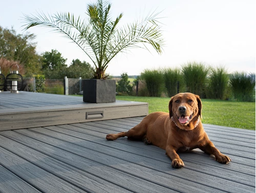 Dog On Deck