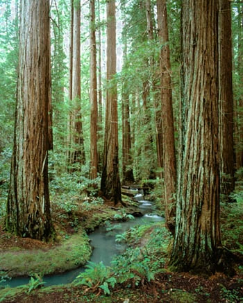 Redwood Trees