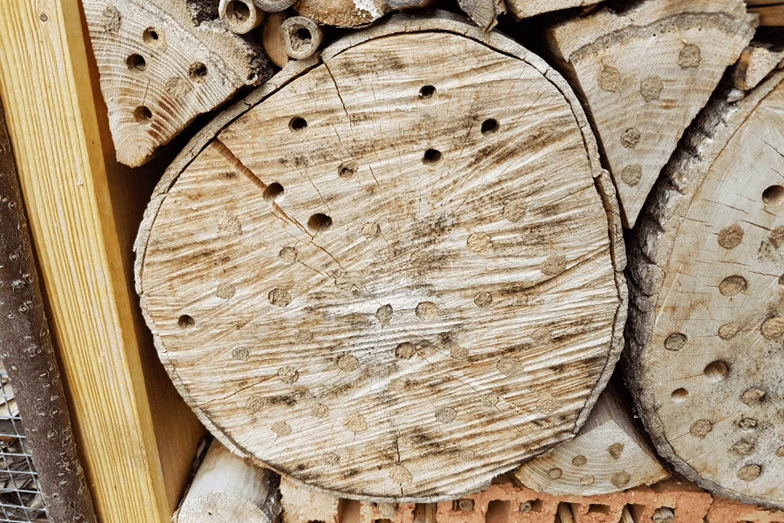 Logs showing signs of insect damage