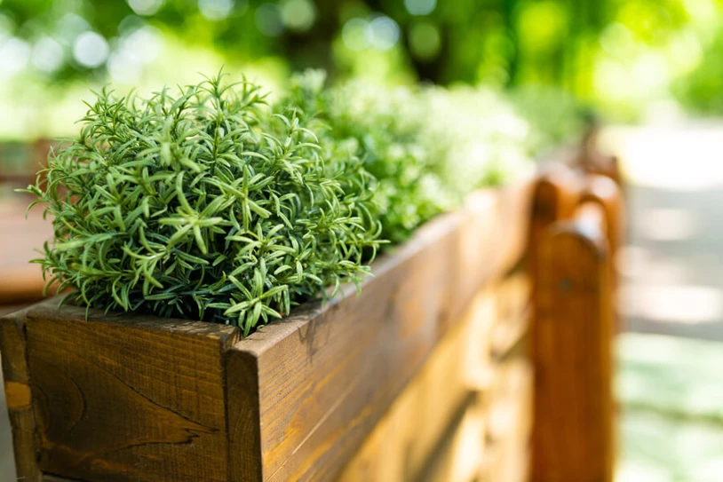 Flowers inside of a planter box